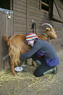 Images Dated 14th December 2006: Golden Guernsey Goat in farm yard being milked