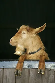 Doors Prints: Golden Guernsey Goat looking over stable door