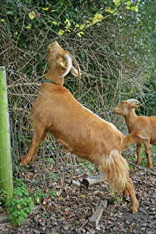 Domestic Goat