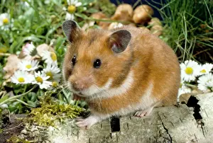 Golden Hamster