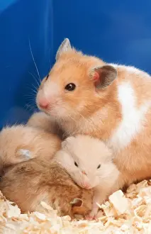 Furry Prints: Golden Hamster ME 916 With young © Johan De Meester / ARDEA LONDON