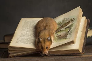 Book Gallery: Golden Hamster under a book