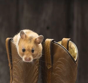 Golden Hamster with cowboy boots