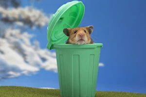 Rubbish Gallery: Golden Hamster in a green dustbin