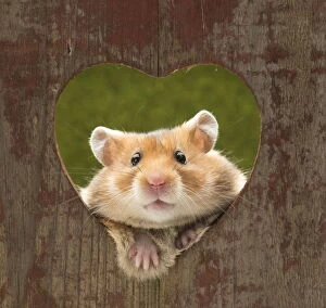 Holes Gallery: Golden Hamster looking through a heart shaped hole