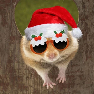 Golden Hamster looking through a hole wearing Christmas