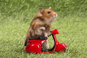 Riding Gallery: Golden Hamster playing in the garden
