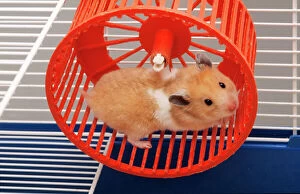 Cage Collection: Golden Hamster / Syrian - in hamster wheel