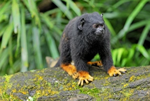 Images Dated 15th November 2007: Golden-handed Tamarin - Brazil