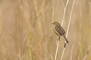 Images Dated 27th October 2008: Golden-headed Cisticola