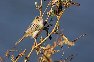 Golden-headed Cisticola - Alice Springs Water Treatment Plant, Northern Territory, Australia