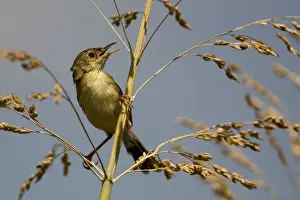 Golden-headed Cisticola Found in grasslands often near water across the Top End and the east and south of Australia. This bird in rank grass by a channel in the Ord River Valley Irrigation Scheme agricultural lands near Kununurra