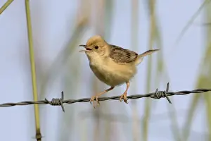 Golden-headed Cisticola male calling Found across the Top End, the east coast and Victoria and just into South Australia. Inhabits long grasses usually but not always near wet areas. At Mt Barnett sewage pond, Kimberley, Western Australia
