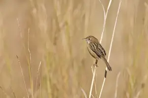 Cisticolas Prints: Golden-headed Cisticola - Mt Barnett, Gibb River Road, Kimberley, Western Australia