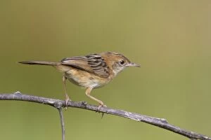 Golden-headed Cisticola - perched on a twig