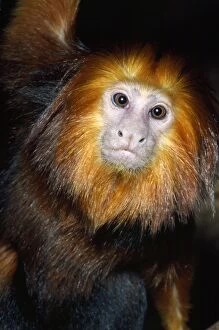 Images Dated 3rd July 2007: Golden-headed Lion Tamarin Coastal Mts. of Eastern Brazil