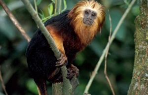 Golden-headed lion TAMARIN / Gold and Black Lion Tamarin / Golden-headed Tamarin / Golden-headed lion Marmoset - in tree Golden-headed lion TAMARIN / Gold and Black Lion Tamarin / Golden-headed Tamarin / Golden-headed lion Marmoset - in tree