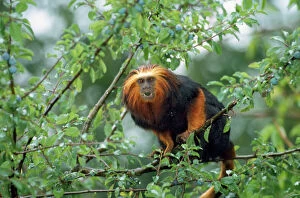 Golden-headed lion TAMARIN / Gold and Black Lion Tamarin / Golden-headed Tamarin / Golden-headed lion Marmoset - in