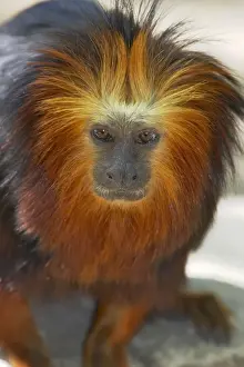 Tamarin Prints: Golden-Headed Lion Tamarin Leontopithecus rosalia chrysomelas Apenhaul