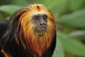 Images Dated 14th October 2008: Golden-headed Lion Tamarin - portrait