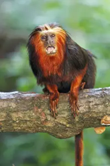 Golden-headed Lion Tamarin - Portrait, distribution - Atlantic coastal forests, Brazil