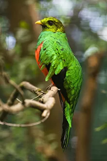 Controlled Collection: Golden-headed Quetzal, male perched on branch, controlled conditions, Lower Saxony, Germany