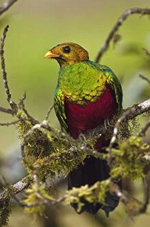 Headed Gallery: Golden-headed Quetzal (Pharomachrus auriceps)