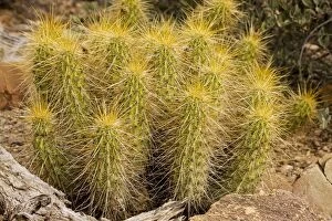 Images Dated 17th December 2008: Golden Hedgehog Cactus Echinocereus nicholii. Sonoran desert, Mexico and Arizona