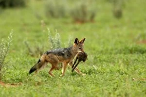 Images Dated 5th January 2004: Golden Jackal / Common Jackal - Eating a young oryx