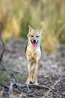 Golden Jackal Ranthambhore National Park, Rajasthan, India