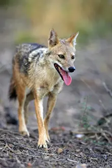 Golden Jackal Ranthambhore National Park, Rajasthan, India
