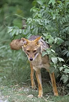 Golden Jackal spray marking, Corbett National Park, India