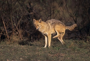 Images Dated 9th January 2007: Golden Jackal urinating, Keoladeo National Park, India