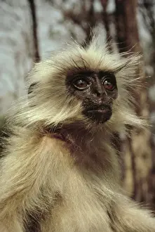 Golden langur - Bhutan JPF19395