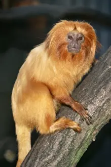 Tamarin Prints: Golden Lion Tamarin