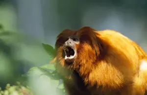 Golden Lion Tamarin