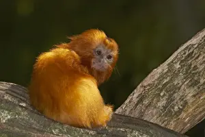 Golden Lion Tamarin - Baby Leontopithecus rosalia rosalia Apenheul Netherlands MA001487