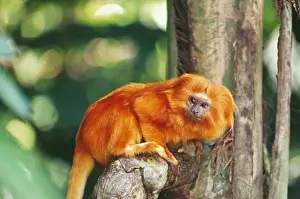 Brazilian Prints: Golden Lion Tamarin - Brazil