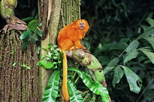 Brazil Collection: Golden Lion Tamarin found mostly in eastern Brazil. 2MP81