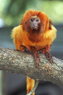 Images Dated 18th September 2008: Golden Lion Tamarin / Golden Marmoset - portrait, distribution