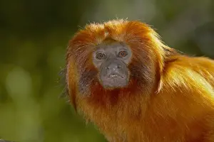 Golden Lion Tamarin Leontopithecus rosalia rosalia Apenheul Netherlands MA001483