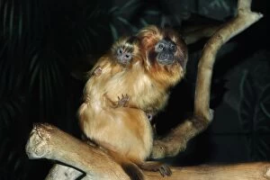Golden Lion Tamarin - with young