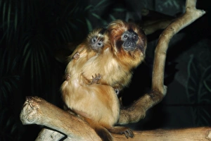 Images Dated 13th May 2008: Golden Lion Tamarin - with young Distribution: South East Coastal Brazil