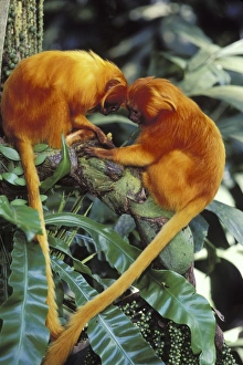 Rain Forest Collection: Golden Lion Tamarins TOM 581 Two together Leontopithecus rosalia © Tom & Pat Leeson / ardea.com