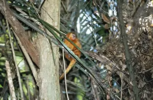 Tamarin Prints: Golden Lion WAT 1534 Sitting on tree Leontideus rosalia © M. Watson / ARDEA LONDON