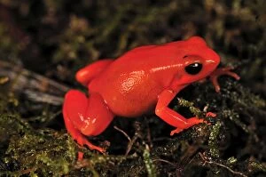 Images Dated 13th January 2008: Golden Mantella