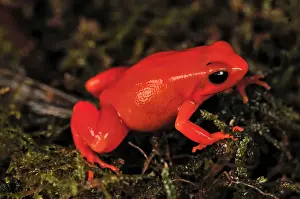 Golden Mantella - Andasibe-Mantadia National Park - Madagascar