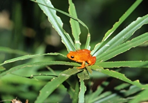 Images Dated 31st March 2006: Golden Mantella Frog