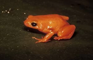 Golden Mantella Frog