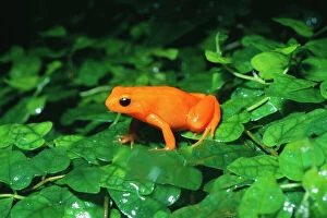 Images Dated 27th September 2005: Golden Mantella Frog Rainforests of Madagascar